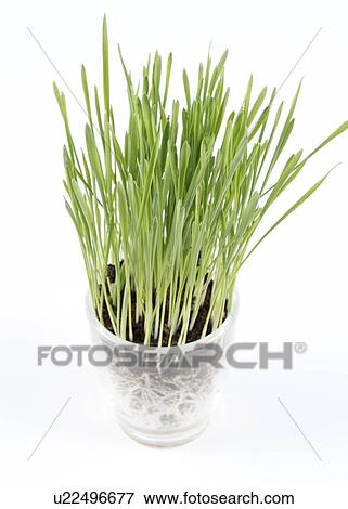 Stock Photo - Wheatgrass.. Fotosearch
