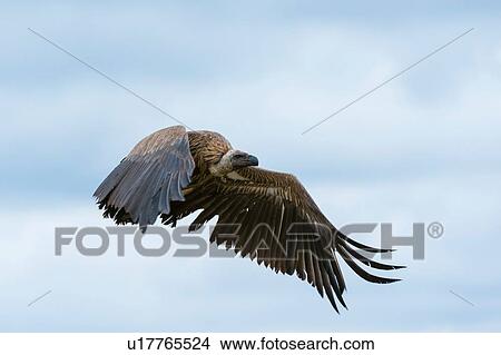 Picture - White-backed vulture (Gyps africanus) in flight, Ndutu, Ngorongoro Conservation Area, Serengeti, Tanzania. Fotosearch