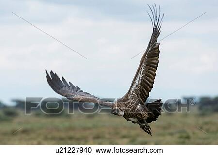 Stock Image - White-backed vulture (Gyps africanus) in flight, Ndutu, Ngorongoro Conservation Area, Serengeti, Tanzania. Fotosearch