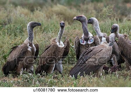 Stock Image - White-backed vultures (Gyps africanus) on a carcass, Ndutu, Ngorongoro Conservation Area, Serengeti, Tanzania. Fotosearch