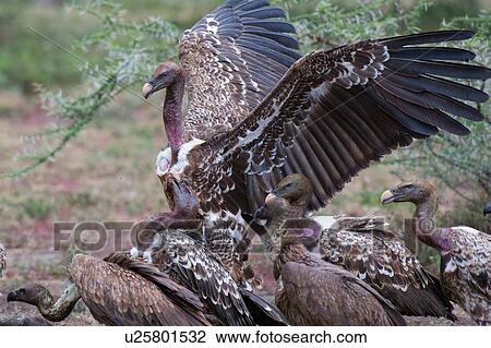 White-backed vultures (Gyps africanus) on a carcass, Ndutu, Ngorongoro Conservation Area, Serengeti, Tanzania View Large Photo Image Stock Image - White-backed vultures (Gyps africanus) on a carcass, Ndutu, Ngorongoro Conservation Area, Serengeti, Tanzania. Fotosearch