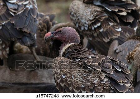 Stock Photo - White-backed vultures (Gyps africanus) on a carcass, Ndutu, Ngorongoro Conservation Area, Serengeti, Tanzania. Fotosearch