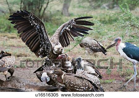 Stock Photography - White-backed vultures (Gyps africanus) on a carcass, Ndutu, Ngorongoro Conservation Area, Serengeti, Tanzania. Fotosearch