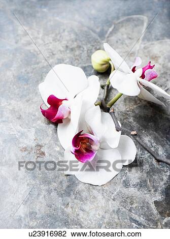 Stock Image - White orchids on whitewash background. Fotosearch