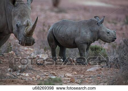 Stock Photo - White rhinoceros and calf (Ceratotherium simum), Touws River, Western Cape, South Africa. Fotosearch