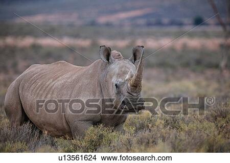 Picture - White rhinoceros (Ceratotherium simum), Touws River, Western Cape, South Africa. Fotosearch