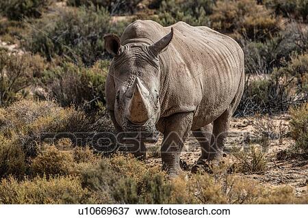 White rhinoceros (Ceratotherium simum), Touws River, Western Cape, South Africa View Large Photo Image Stock Photo - White rhinoceros (Ceratotherium simum), Touws River, Western Cape, South Africa. Fotosearch