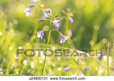 Wild flower in grass. View Large Photo Image Stock Image - Wild flower in grass.. Fotosearch