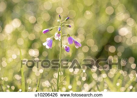 Wild flower in grass. View Large Photo Image Stock Photograph - Wild flower in grass.. Fotosearch