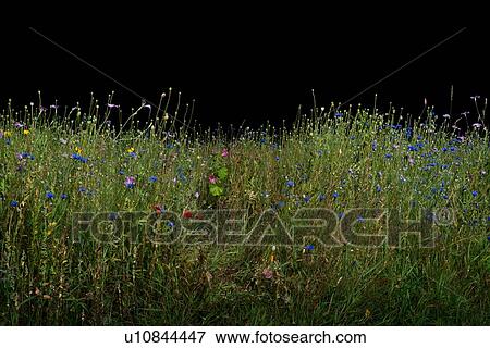 Stock Photo - Wild flowers blossoming at night. Fotosearch