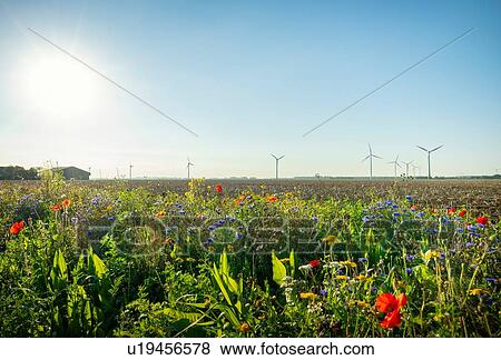 Wild flowers planted along fields, wind turbines in background, Swifterbant, Flevoland, Netherlands View Large Photo Image Stock Photo - Wild flowers planted along fields, wind turbines in background, Swifterbant, Flevoland, Netherlands. Fotosearch