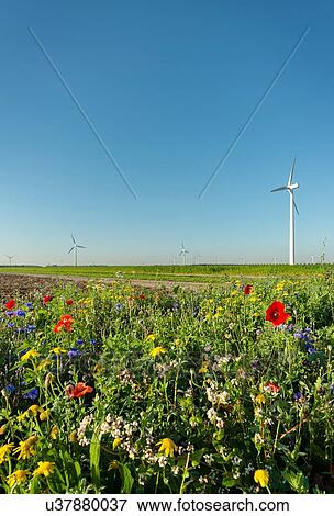 Wild flowers planted along fields, wind turbines in background, Swifterbant, Flevoland, Netherlands View Large Photo Image Stock Photo - Wild flowers planted along fields, wind turbines in background, Swifterbant, Flevoland, Netherlands. Fotosearch