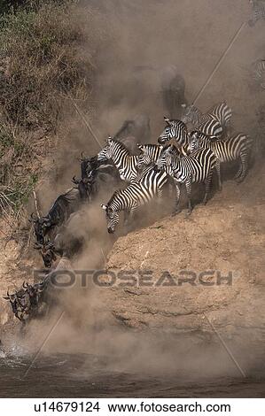 Picture - Wildebeest and zebra on yearly migration launching across Mara River, Southern Kenya. Fotosearch