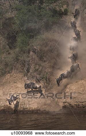 Stock Photo - Wildebeest on yearly migration launching across Mara River, Southern Kenya. Fotosearch
