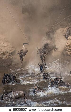 Wildebeest on yearly migration launching across Mara River, Southern Kenya View Large Photo Image Stock Photo - Wildebeest on yearly migration launching across Mara River, Southern Kenya. Fotosearch