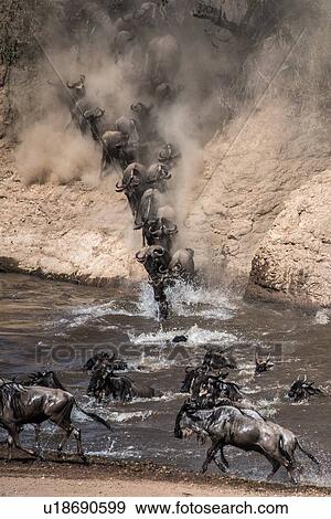 Wildebeest on yearly migration launching across Mara River, Southern Kenya View Large Photo Image Stock Photo - Wildebeest on yearly migration launching across Mara River, Southern Kenya. Fotosearch