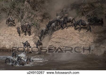 Wildebeest on yearly migration launching across Mara River, Southern Kenya View Large Photo Image Stock Photo - Wildebeest on yearly migration launching across Mara River, Southern Kenya. Fotosearch