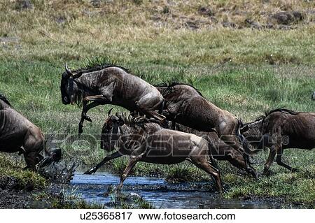 Wildebeest on yearly migration launching across Mara River, Southern Kenya View Large Photo Image Stock Photo - Wildebeest on yearly migration launching across Mara River, Southern Kenya. Fotosearch