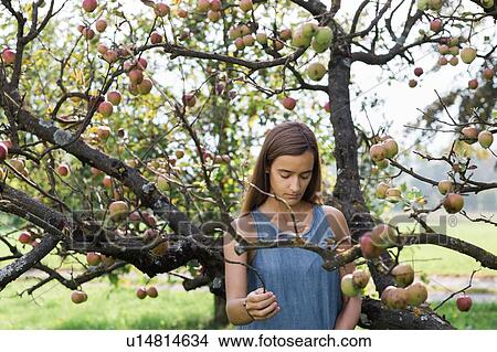 Picture - Woman picking apples from tree. Fotosearch
