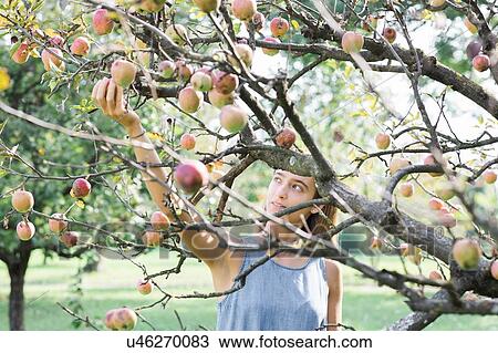 Woman picking apples from tree View Large Photo Image Stock Image - Woman picking apples from tree. Fotosearch