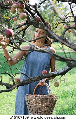 Woman picking apples from tree View Large Photo Image Stock Photo - Woman picking apples from tree. Fotosearch