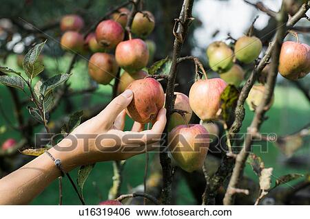 Stock Photograph - Woman picking apples from tree. Fotosearch