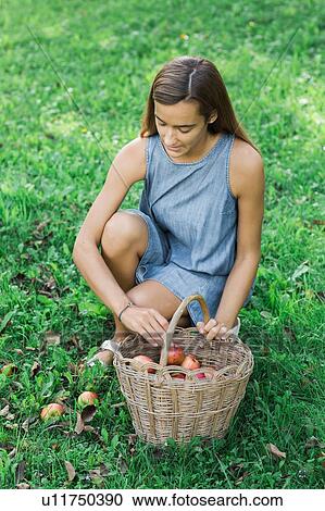 Woman picking up apples on grass View Large Photo Image Stock Image - Woman picking up apples on grass. Fotosearch