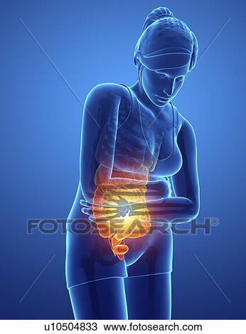 Woman with abdominal pain, computer illustration. View Large Photo Image Stock Image - Woman with abdominal pain, computer illustration.. Fotosearch