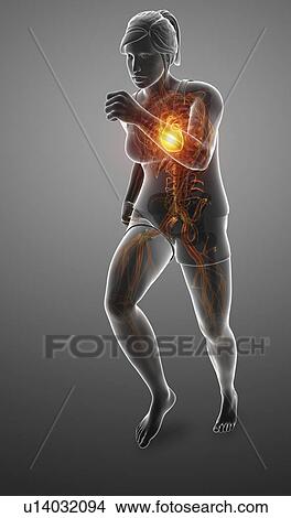 Woman with chest pain, computer illustration. View Large Photo Image Picture - Woman with chest pain, computer illustration.. Fotosearch