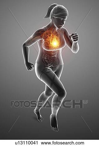 Woman with chest pain, computer illustration. View Large Photo Image Stock Image - Woman with chest pain, computer illustration.. Fotosearch