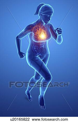Woman with chest pain, computer illustration. View Large Photo Image Stock Image - Woman with chest pain, computer illustration.. Fotosearch