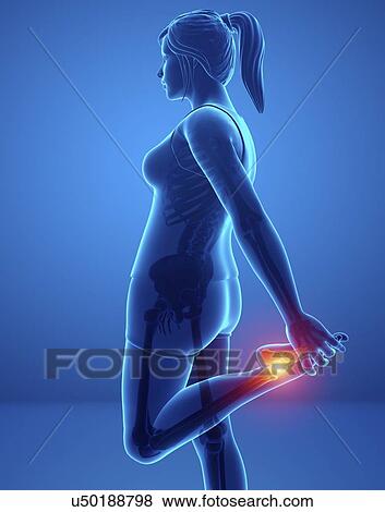 Woman with foot pain, computer illustration. View Large Photo Image Stock Photo - Woman with foot pain, computer illustration.. Fotosearch