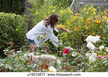 Woman working on garden View Large Photo Image Stock Photo - Woman working on garden. Fotosearch