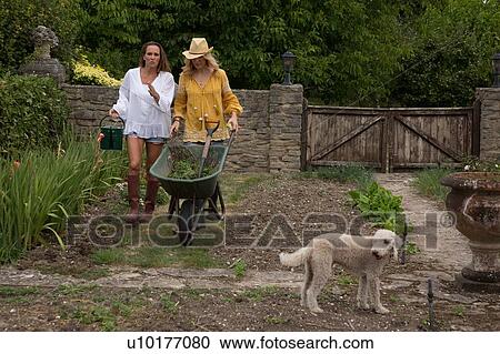 Stock Image - Women using wheelbarrow in garden. Fotosearch