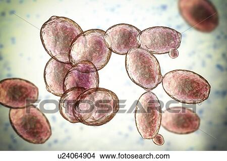 Yeast cells. Computer illustration of budding yeast cells (Saccharomyces cerevisiae). Known as baker's or brewer's yeast, this fungus consists of single vegetative cells. The larger 'mother' cells are budding off smaller daughter cells after cell... View Large Photo Image Picture - Yeast cells. Computer illustration of budding yeast cells (Saccharomyces cerevisiae). Known as baker's or brewer's yeast, this fungus consists of single vegetative cells. The larger 'mother' cells are budding off smaller daughter cells after cell.... Fotosearch