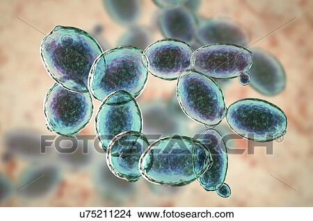 Picture - Yeast cells. Computer illustration of budding yeast cells (Saccharomyces cerevisiae). Known as baker's or brewer's yeast, this fungus consists of single vegetative cells. The larger 'mother' cells are budding off smaller daughter cells after cell.... Fotosearch