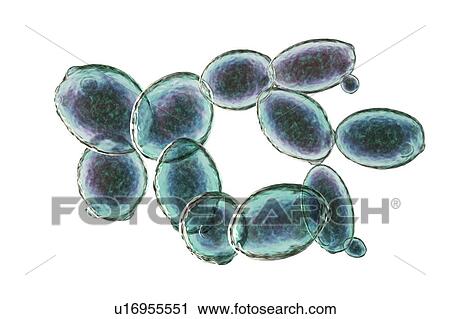 Stock Image - Yeast cells. Computer illustration of budding yeast cells (Saccharomyces cerevisiae). Known as baker's or brewer's yeast, this fungus consists of single vegetative cells. The larger 'mother' cells are budding off smaller daughter cells after cell.... Fotosearch