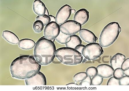 Stock Image - Yeast cells. Computer illustration of budding yeast cells (Saccharomyces cerevisiae). Known as baker's or brewer's yeast, this fungus consists of single vegetative cells. The larger 'mother' cells are budding off smaller daughter cells after cell.... Fotosearch