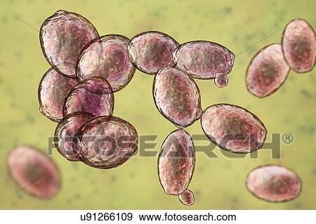 Stock Photo - Yeast cells. Computer illustration of budding yeast cells (Saccharomyces cerevisiae). Known as baker's or brewer's yeast, this fungus consists of single vegetative cells. The larger 'mother' cells are budding off smaller daughter cells after cell.... Fotosearch