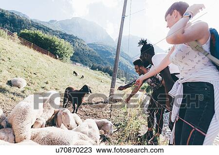 Stock Image - Young adult hiker friends looking at sheep in rural field, Primaluna, Trentino-Alto Adige, Italy. Fotosearch