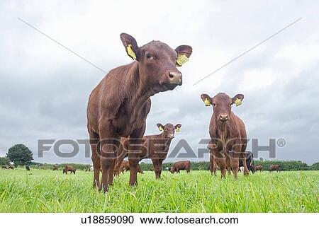 Stock Image - Young cows in field, low angle portrait. Fotosearch