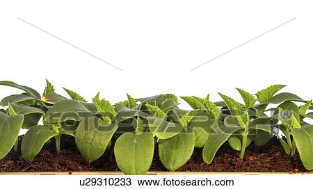 Young plants. View Large Photo Image Stock Image - Young plants.. Fotosearch