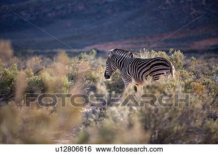 Zebra (Equus quagga), Touws River, Western Cape, South Africa View Large Photo Image Stock Photograph - Zebra (Equus quagga), Touws River, Western Cape, South Africa. Fotosearch