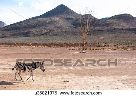 Stock Photography - Zebra (Equus quagga), Touws River, Western Cape, South Africa. Fotosearch