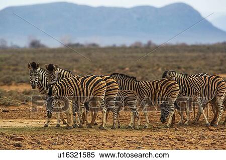 Stock Photography - Zebras (Equus Quagga), Sutherland, Northern Cape, South Africa. Fotosearch