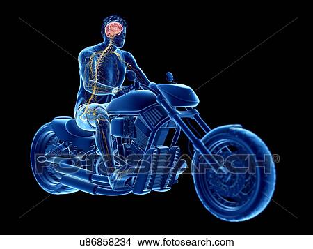 Picture - 3d rendered illustration of a biker's brain.. Fotosearch