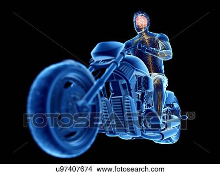 3d rendered illustration of a biker's brain. View Large Photo Image Picture - 3d rendered illustration of a biker's brain.. Fotosearch