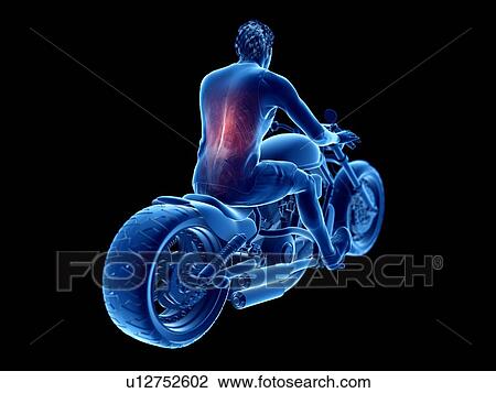 3d rendered illustration of a biker's back muscles. View Large Photo Image Stock Image - 3d rendered illustration of a biker's back muscles.. Fotosearch