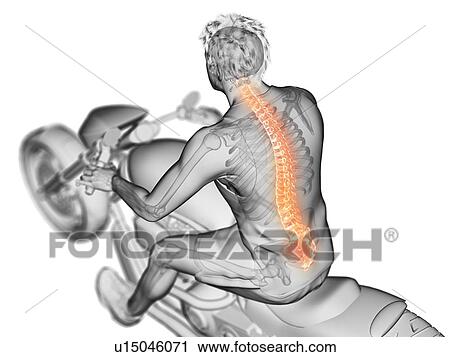 Stock Image - 3d rendered illustration of a biker's spine.. Fotosearch
