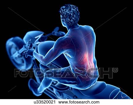 3d rendered illustration of a biker's back muscles. View Large Photo Image Stock Image - 3d rendered illustration of a biker's back muscles.. Fotosearch
